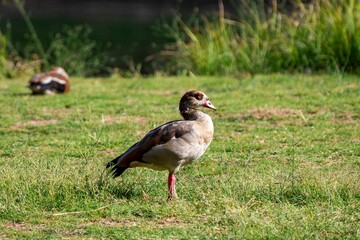 Duck in the park 