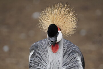 Obraz premium Grey crowned crane