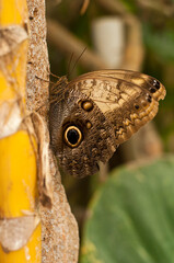 The butterflies. Insects of great beauty that show great diversity of sizes, designs of the drawings of the wings and color of the same.