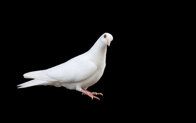 white dove sitting isolated on black