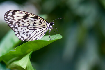 The butterflies. Insects of great beauty that show great diversity of sizes, designs of the drawings of the wings and color of the same.