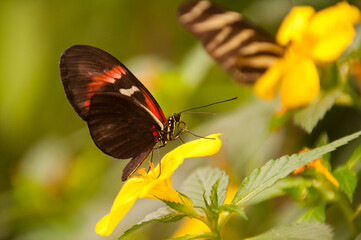 The butterflies. Insects of great beauty that show great diversity of sizes, designs of the drawings of the wings and color of the same.