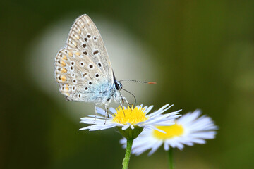 Motyl modraszek ikar