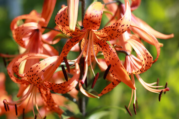 Tiger lily flower. Red lily. Lilium lancifolium. Beautiful flower of orange Lily in the garden on a summer day. Lilium tigrinum. Orange lily close up. Lilium Lancifolium. Floral background.  Summer 