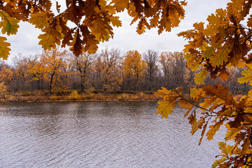 Autumn nature. frame of yellowed yellow autumn oak leaves. River in the background. Deserted. No people. Wilderness nature.