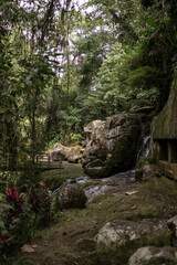 Tropical jungle in Bali, natural background.