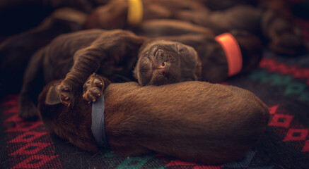 dog with bone