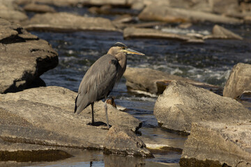 Great Blue Heron