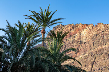 Fototapeta na wymiar Scenic view on the massive sharp cliffs and mountain Cueva de Cabras in the La Mercia mountain range in Valle Gran Rey, La Gomera, Canary Islands, Spain, Europe. Palm trees are in the foreground