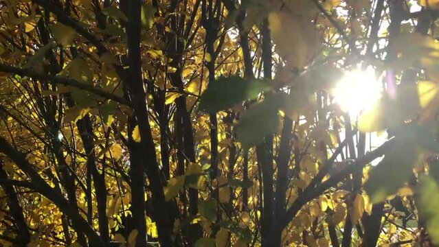 yellow pussy willow leaves on dark branches in the golden fall sunshine