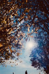 autumn in the forest