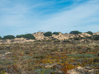 View of sand dunes covered by green bushes and Mediterranean succulent vegetation at wild Rota Vicentina coast near Vila Nova de Milfontes, Portugal.