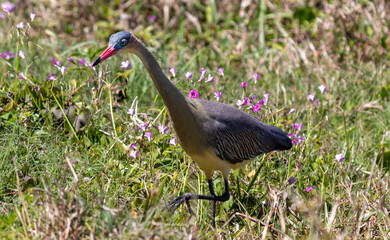 Photograph of a Whistling heron. The bird was found on the beach of Xangri-lá, in Rio Grande do...