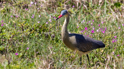 Naklejka premium Photograph of a Whistling heron. The bird was found on the beach of Xangri-lá, in Rio Grande do Sul, Brazil.