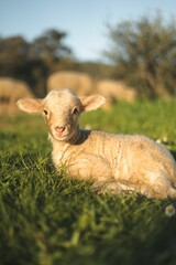 Closeup of a Katahdin lamb on the grass, a vertical shot