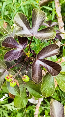 butterfly on a leaf