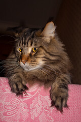 Portrait of a Maine Coon cat Fyodor, Kharkiv, Ukraine