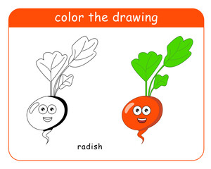 Coloring book for children. Radish character in color and black and white. Vector illustration.