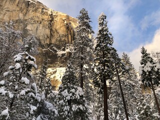 Snow forest in California