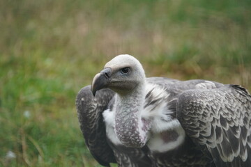 Ruppell's vulture