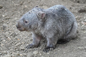 Common wombat