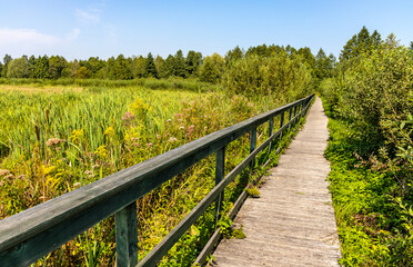 Educational path 13 Blota Stop across dense wetland vegetation of Bagno Calowanie Swamp wildlife reserve in Podblel village south of Warsaw in Mazovia region of Poland
