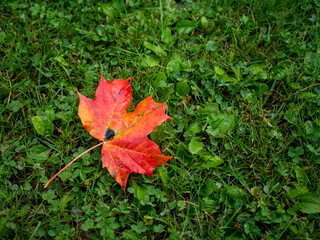 red maple leaves