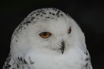 Fototapeta premium Snowy owl