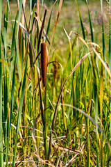 Broadleaf cattail plant flowers within Bagno Calowanie Swamp wildlife reserve during summer season in Podblel village south of Warsaw in Mazovia region of Poland