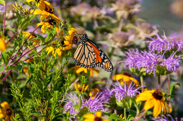 Monarch Butterfly In The Native Plant Butterfly Garden