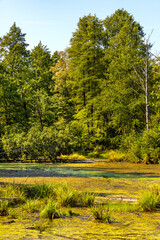Dense wetland vegetation of forest pond in Bagno Calowanie Swamp wildlife reserve during summer...