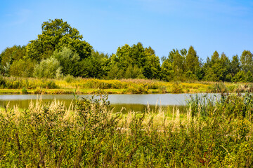 Dense wetland vegetation at fishing pond Lowisko Calowanie in Bagno Calowanie Swamp reserve in Podblel village south of Warsaw in Mazovia region of Poland - 530890691