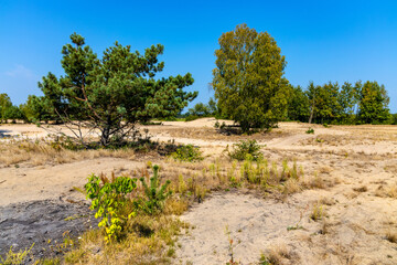 Sand dune Wydma Pekatka with scarce vegetation overlooking Bagno Calowanie Swamp wildlife reserve in Podblel village south of Warsaw in Mazovia region of Poland