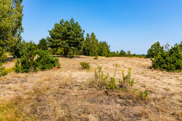 Sand dune Wydma Pekatka with scarce vegetation overlooking Bagno Calowanie Swamp wildlife reserve in Podblel village south of Warsaw in Mazovia region of Poland - obrazy, fototapety, plakaty