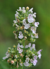 Flowering melissa (Melissa officinalis) flowers