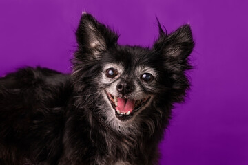 retrato fotografia perro negro pequeño viejo con fondo morado