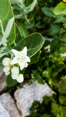 lily of the valley