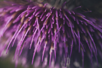 Macro image of spring lilac violet flowers, Abstract soft lilac flower background, Beautiful purple lilac flowers.