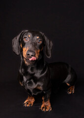fotografia de estudio de perro teckel de pelo corto sacando lengua con fondo negro