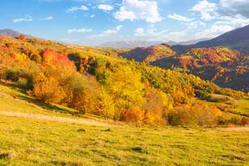 forested hills of carpathian countryside in autumn. colorful scenery on a sunny afternoon in mountains. fluffy clouds on the blue sky - obrazy, fototapety, plakaty