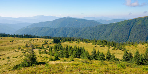 Obraz premium mountainous countryside landscape in morning light. coniferous trees on the hills and meadows. tourism and vacation season in carpathian mountains