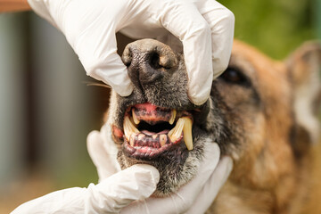 Veterinarian in medical gloves checking old German Shepherd dog's teeth. Teeth are worn down, in...