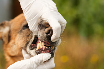Veterinarian in white medical gloves checking old German Shepherd dog's teeth. Teeth are worn down,...