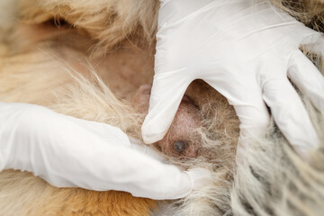 Close up shot of a cancerous tumor in a dog, breast cancer, oncology. Doctor's hands in a white...