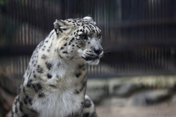 Obraz premium close up portrait of snow leopard
