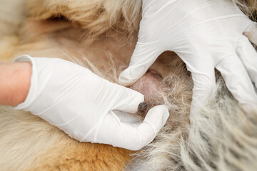 Close up shot of a cancerous tumor in a dog, breast cancer, oncology. Veterinarian's hands in a white medical gloves.