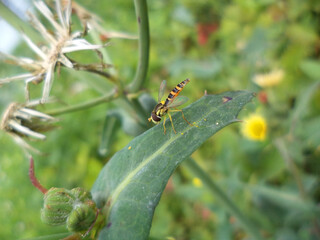 Fly on a leaf