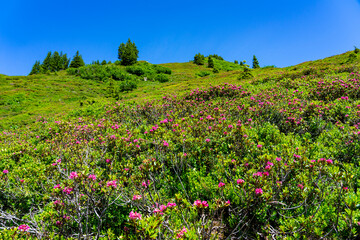 Urlaub im Kleinwalsertal, Österreich: Wanderung am Grat vom Walmendinger Horn Richtung Grünhorn - saftige Wiese mit Alpenrosenblüte