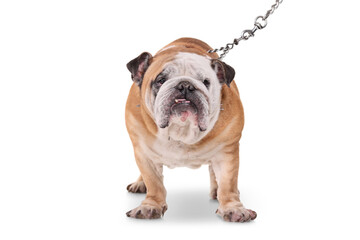 Studio shot of a bulldog with a chain lead