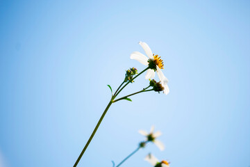 daisies in the sky
